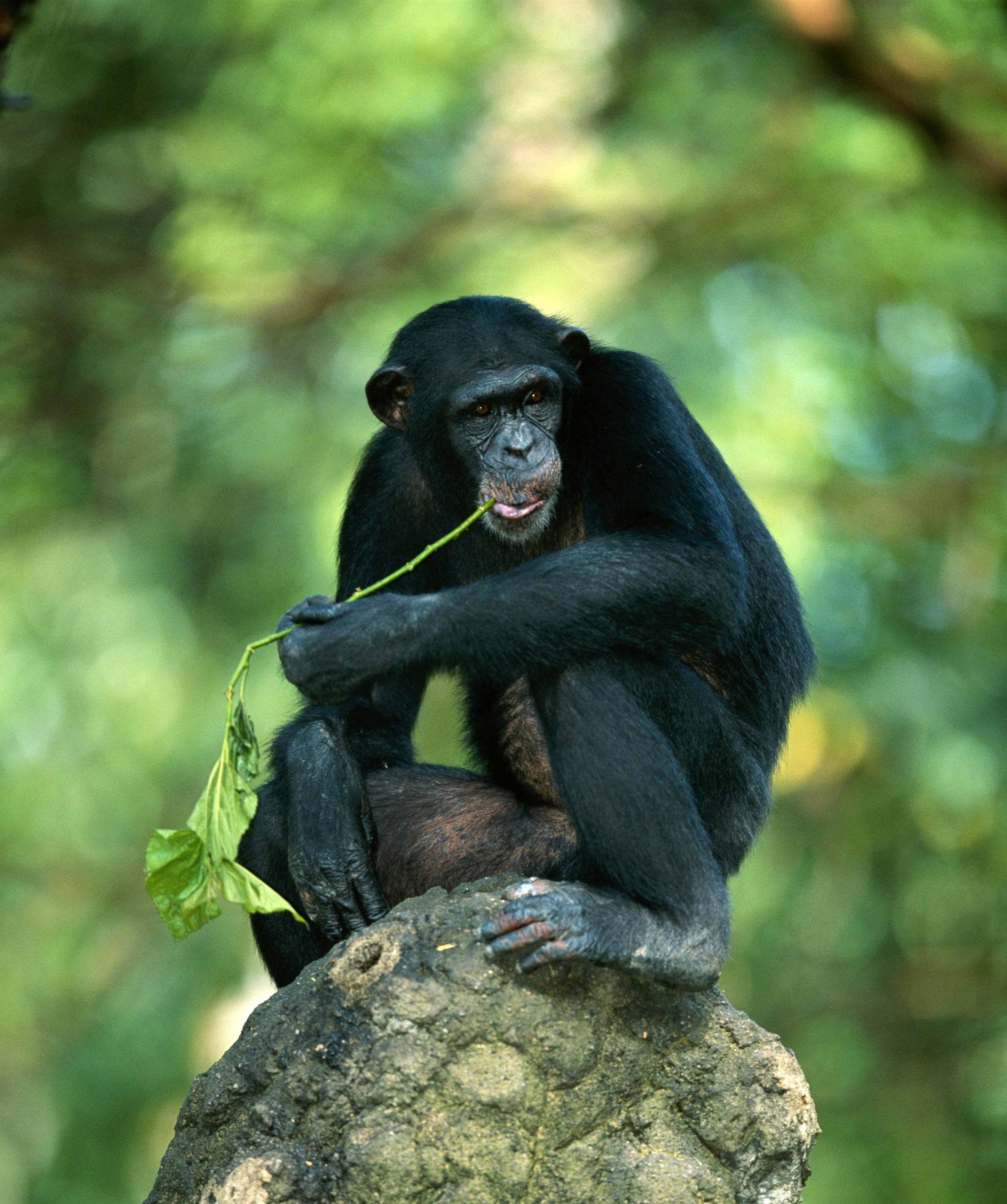 Chimpanzee (Pan troglodytes)