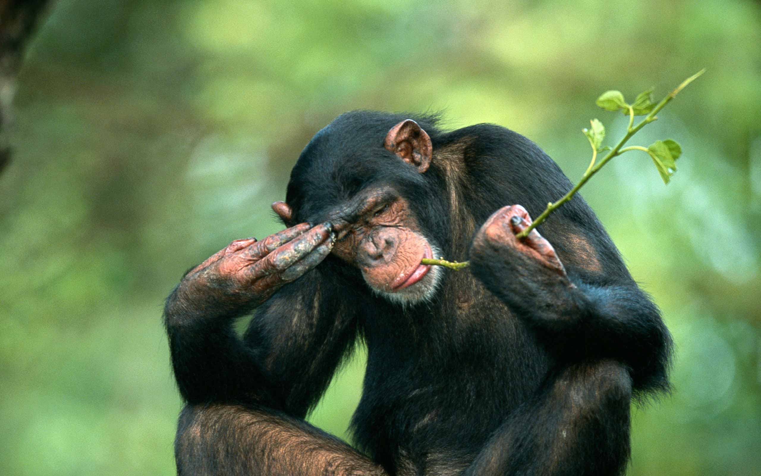 Chimpanzee (Pan troglodytes)