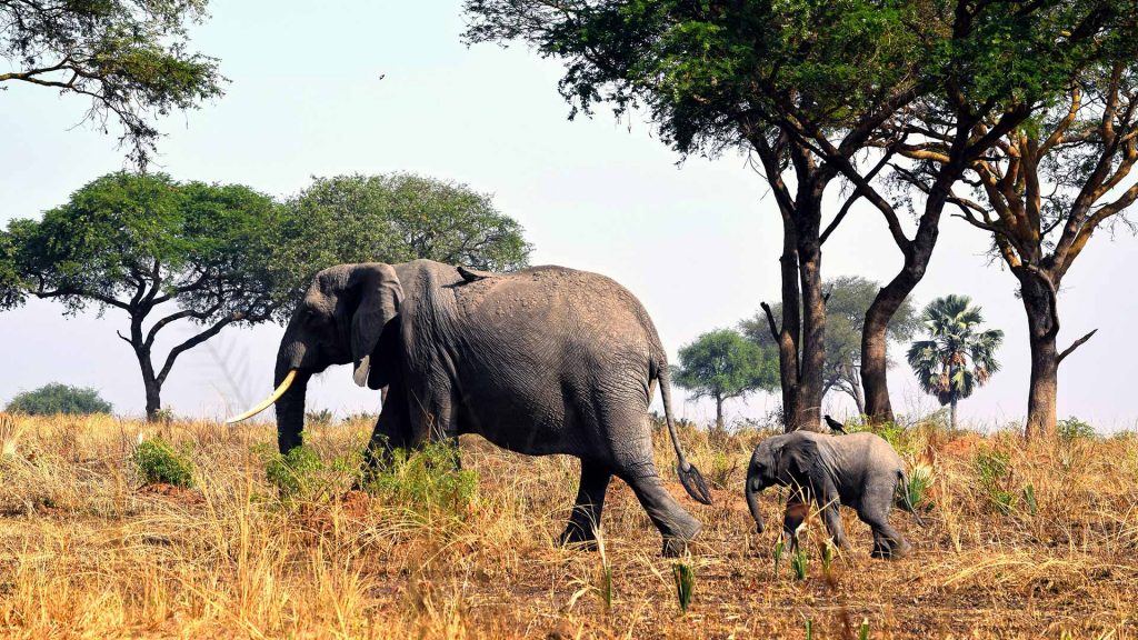 Wildlife in Uganda