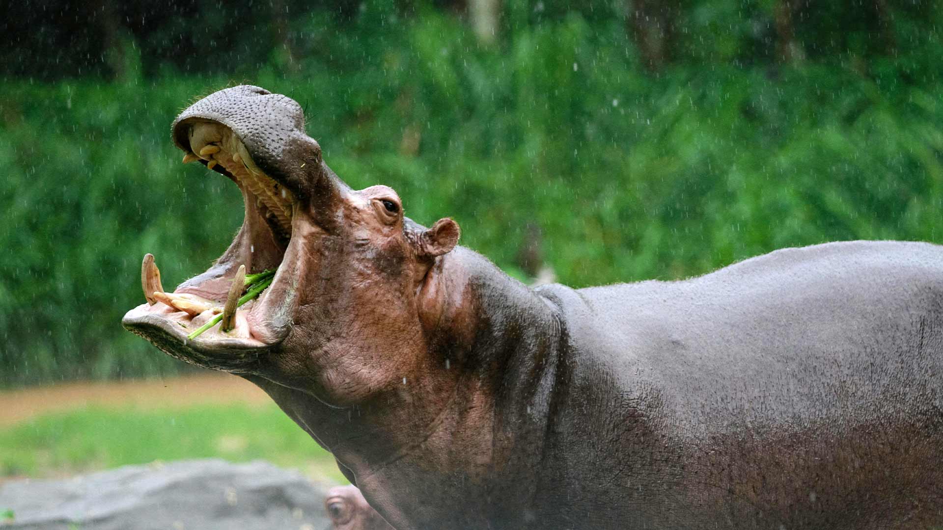 Hippopotamus