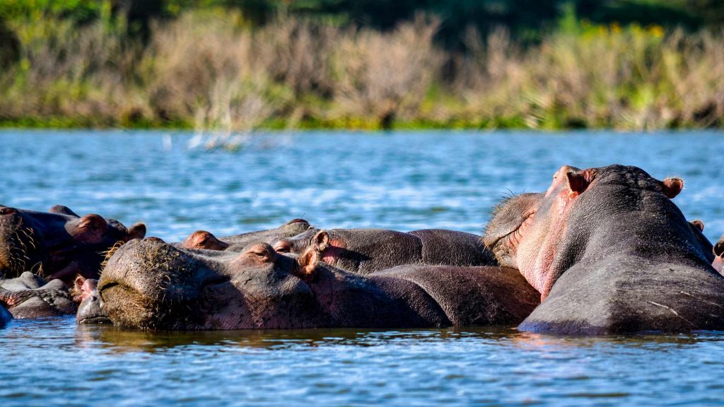 Hippopotamus