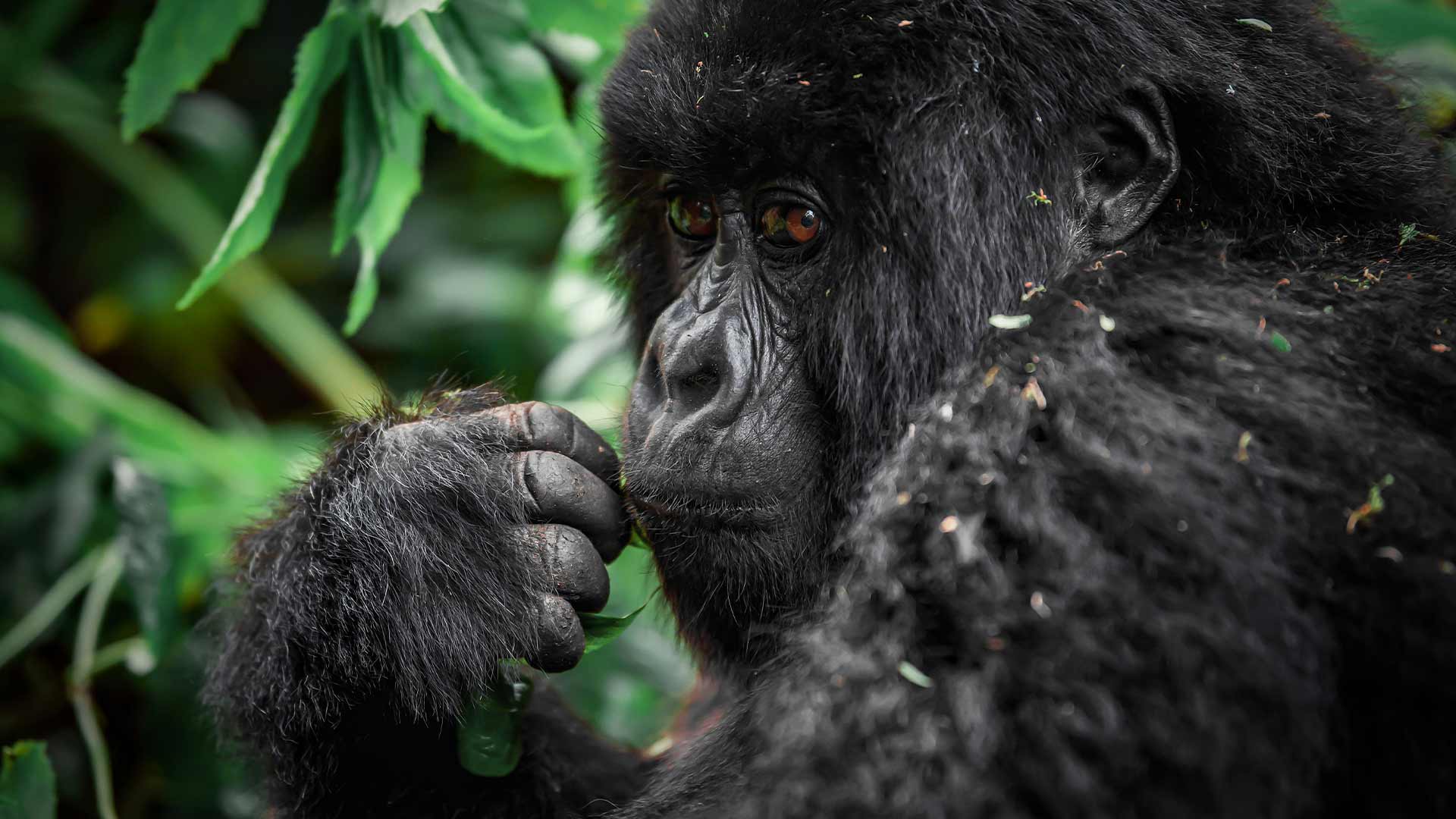 Mountain Gorilla