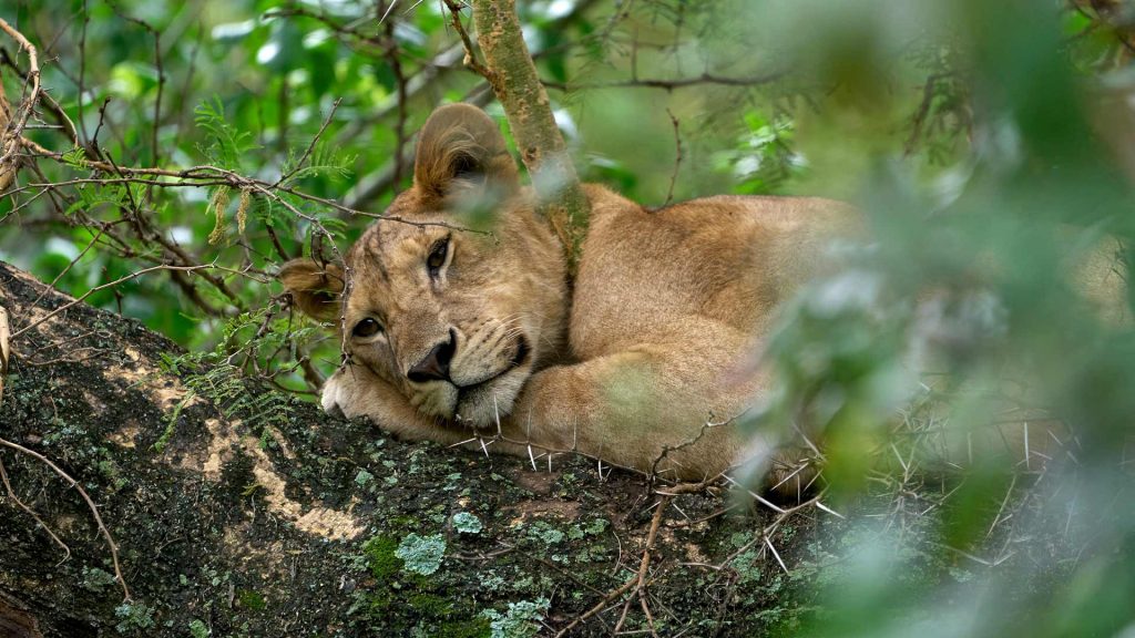 Tree Climbing Lion