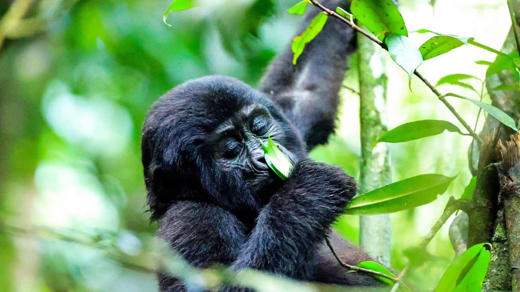 Mountain Gorilla