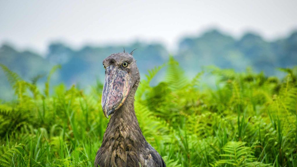 Shoebill