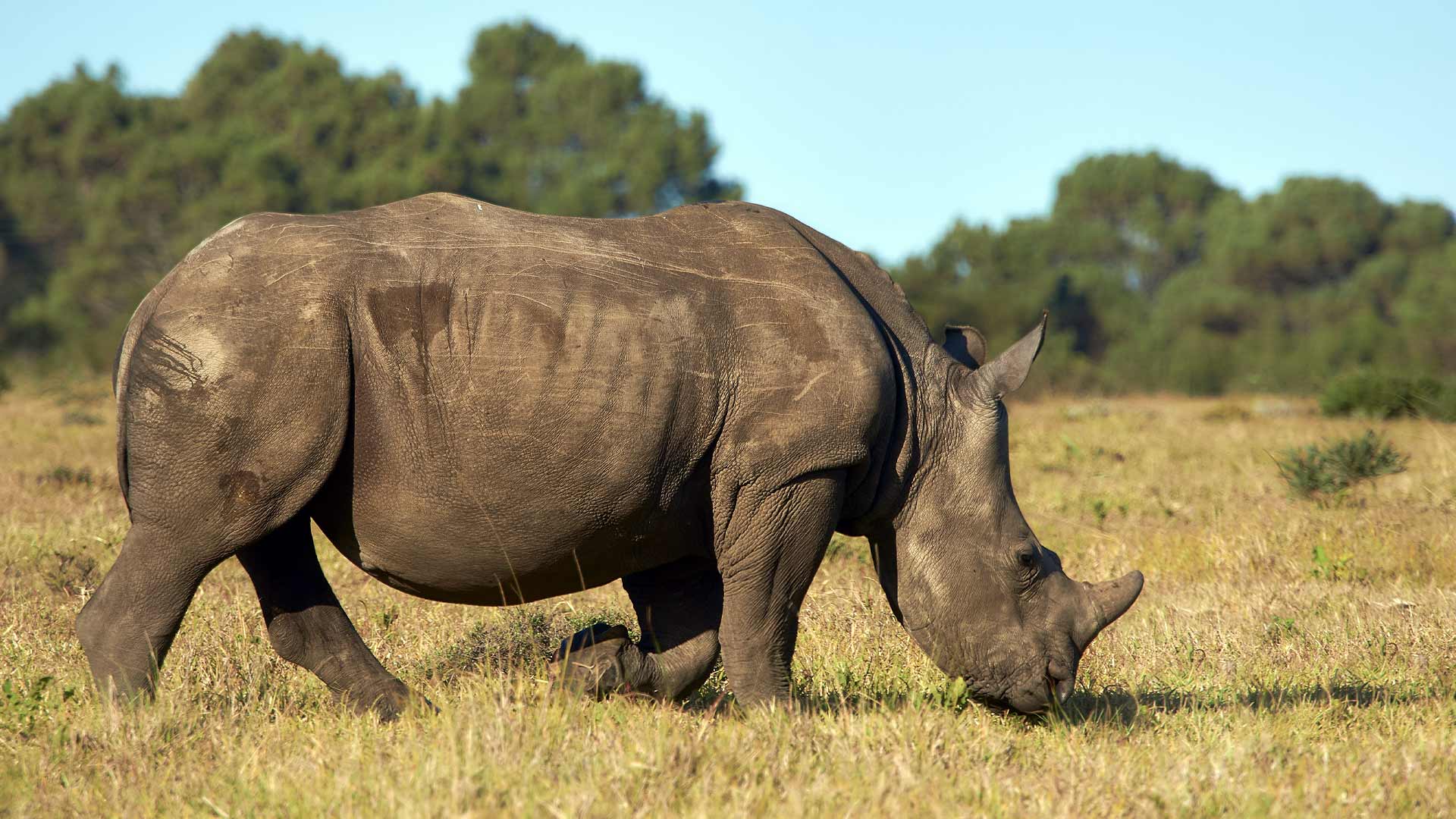 Rhinoceros, often known as Rhino