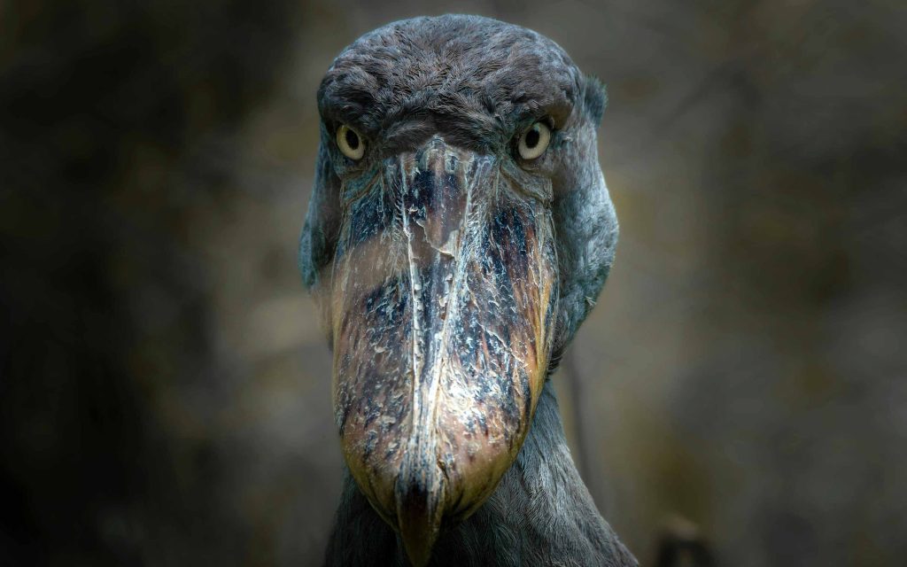 Shoebill (Balaeniceps rex)