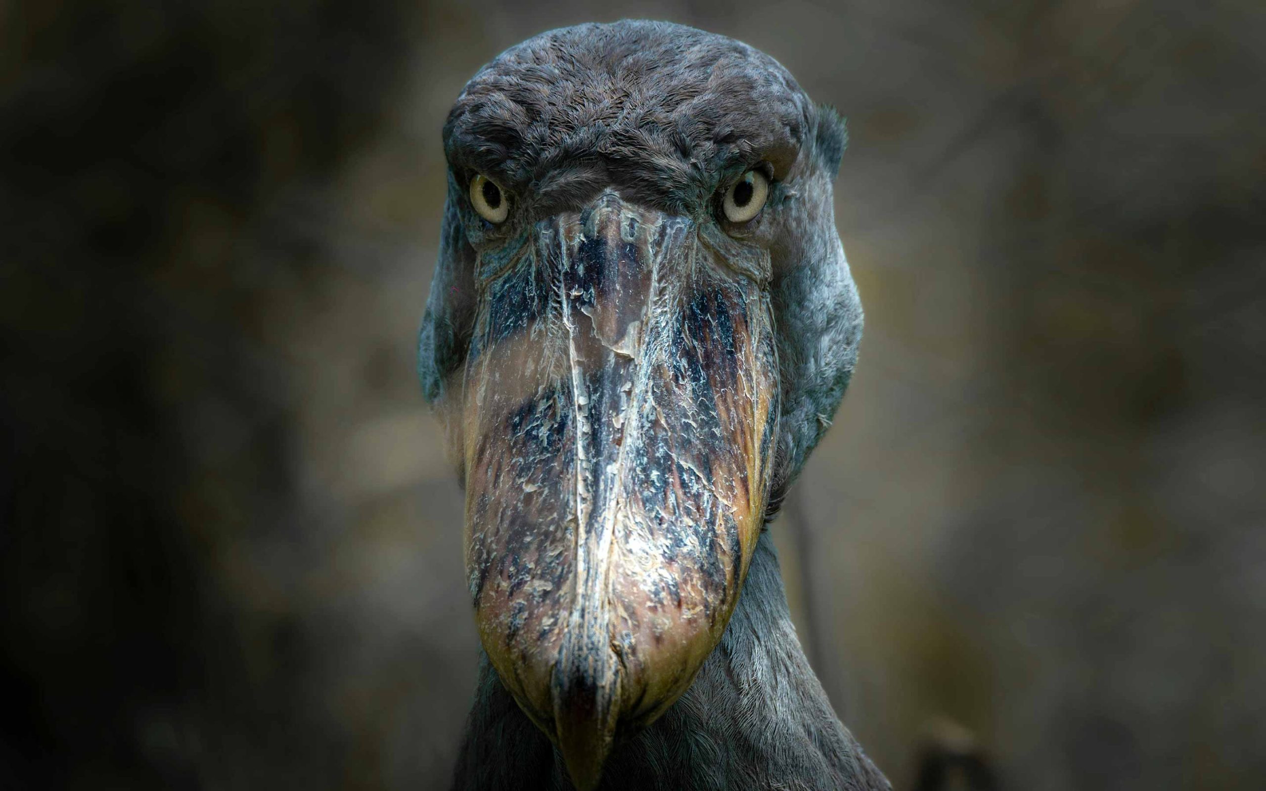 Shoebill (Balaeniceps rex)