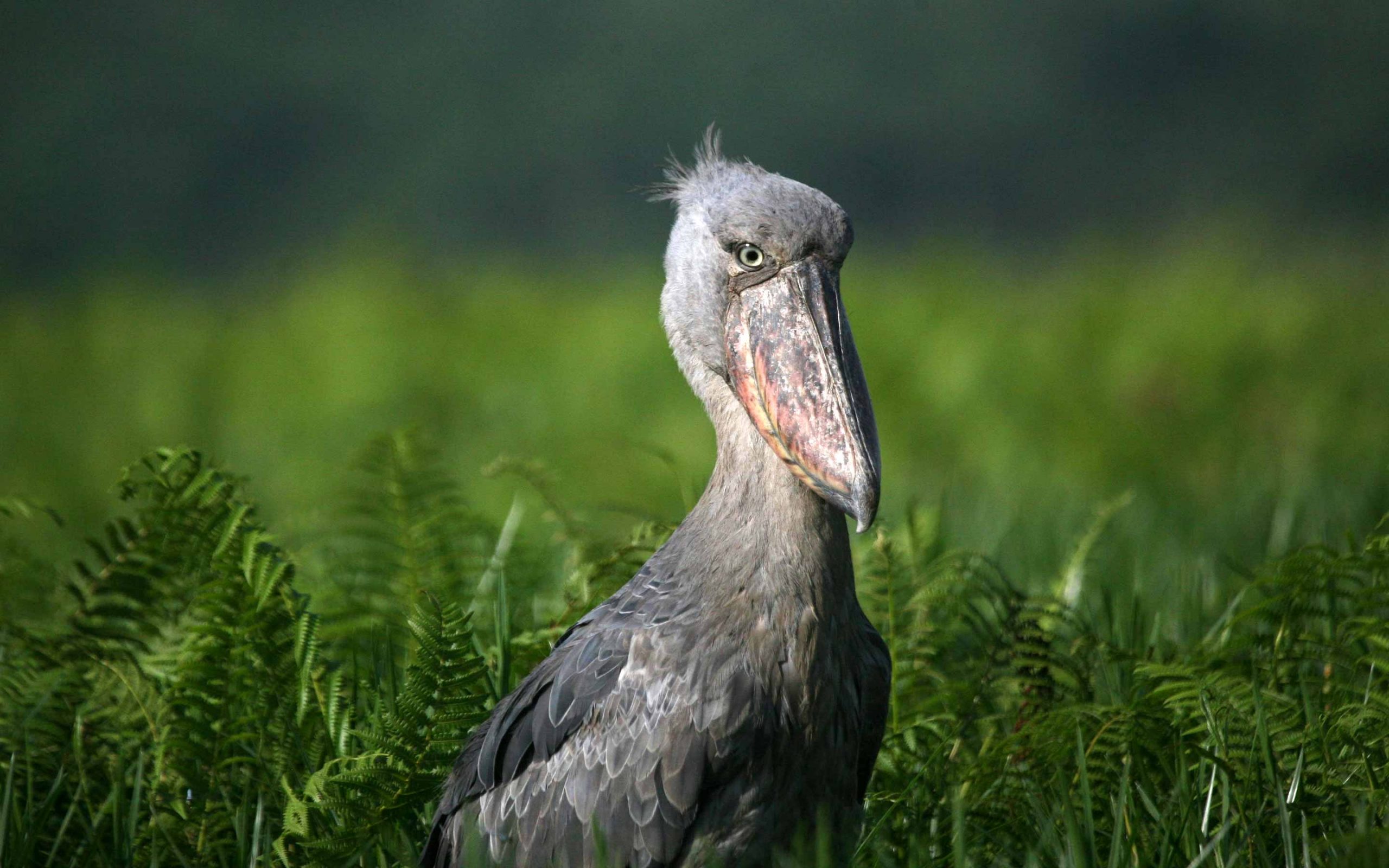 Shoebill (Balaeniceps rex)