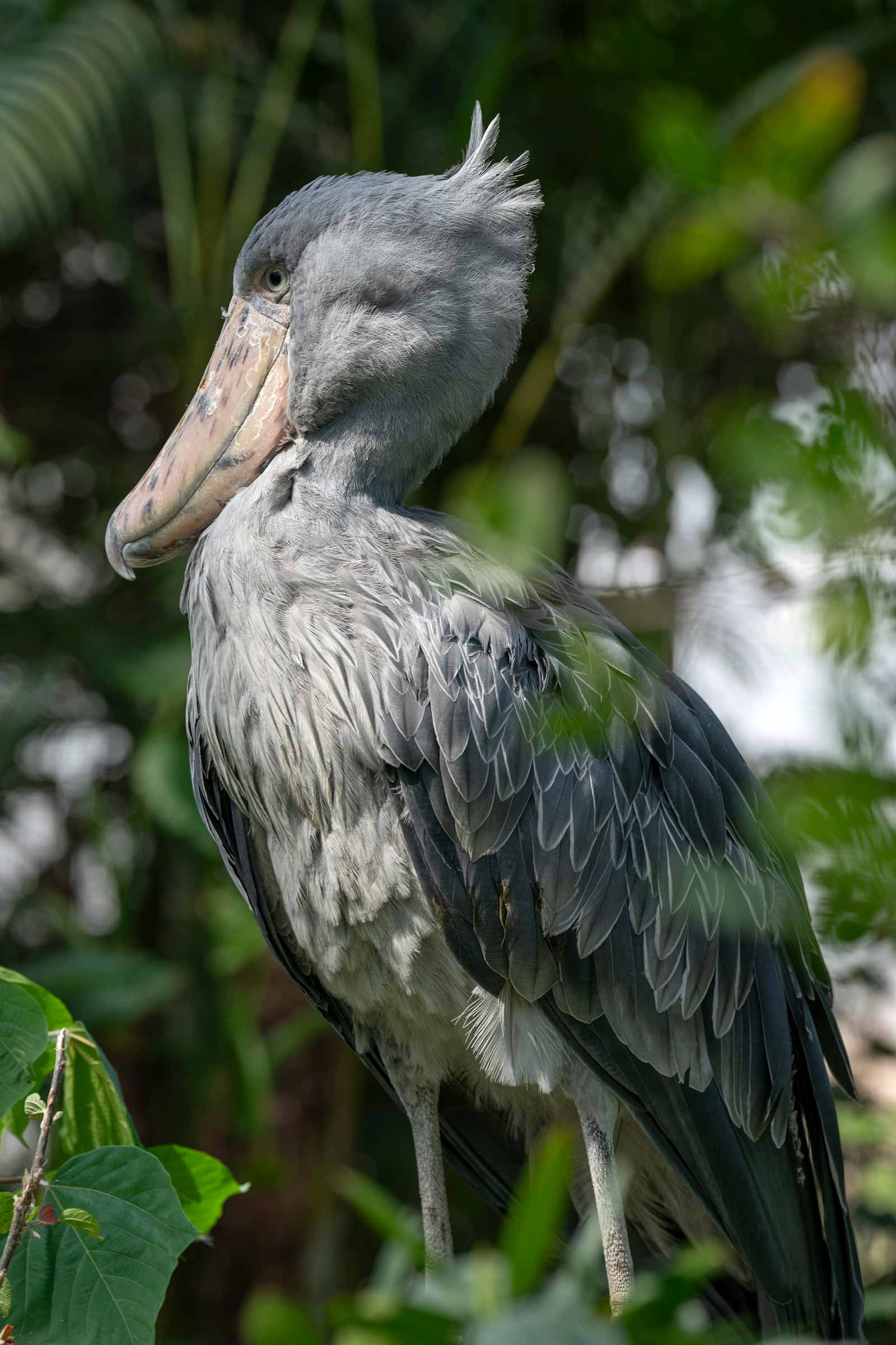 Shoebill (Balaeniceps rex)