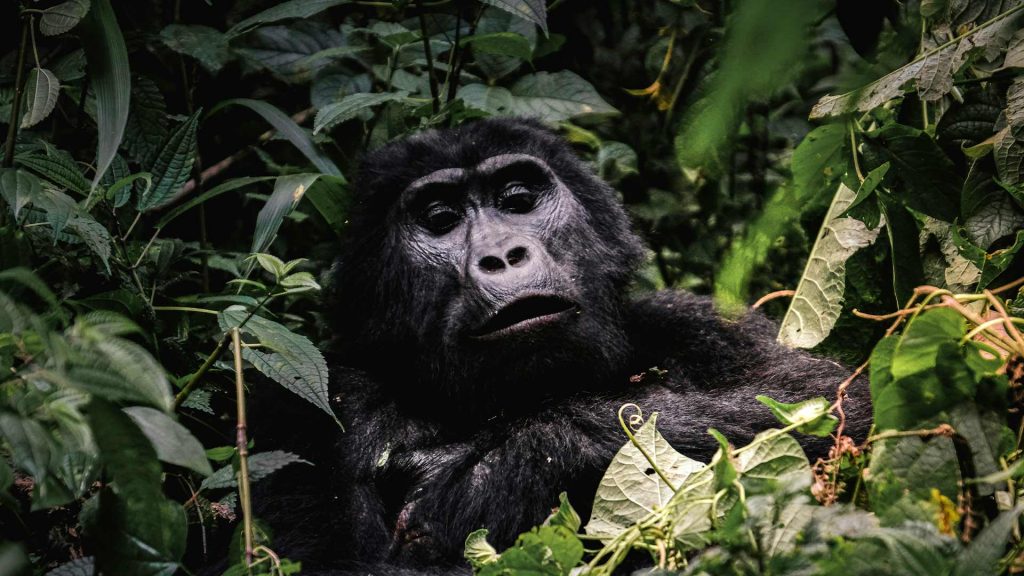 Mountain Gorilla