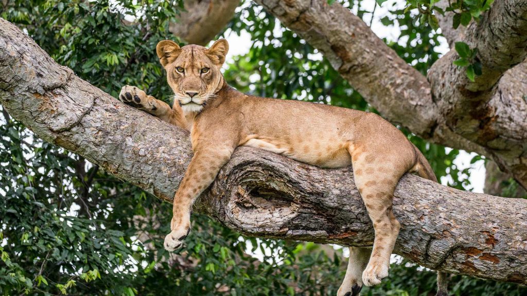 Tree Climbing Lion