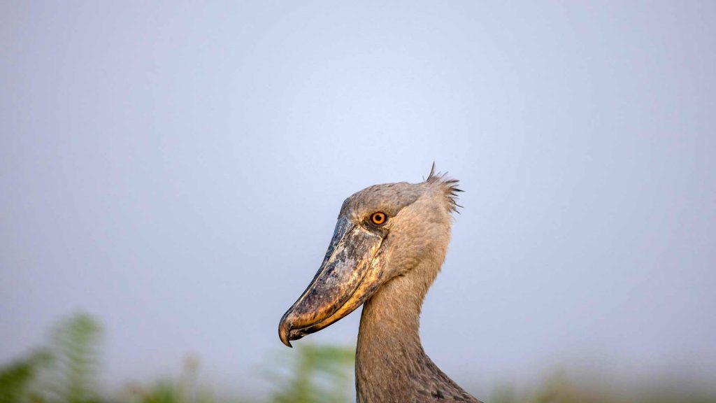 Shoebill