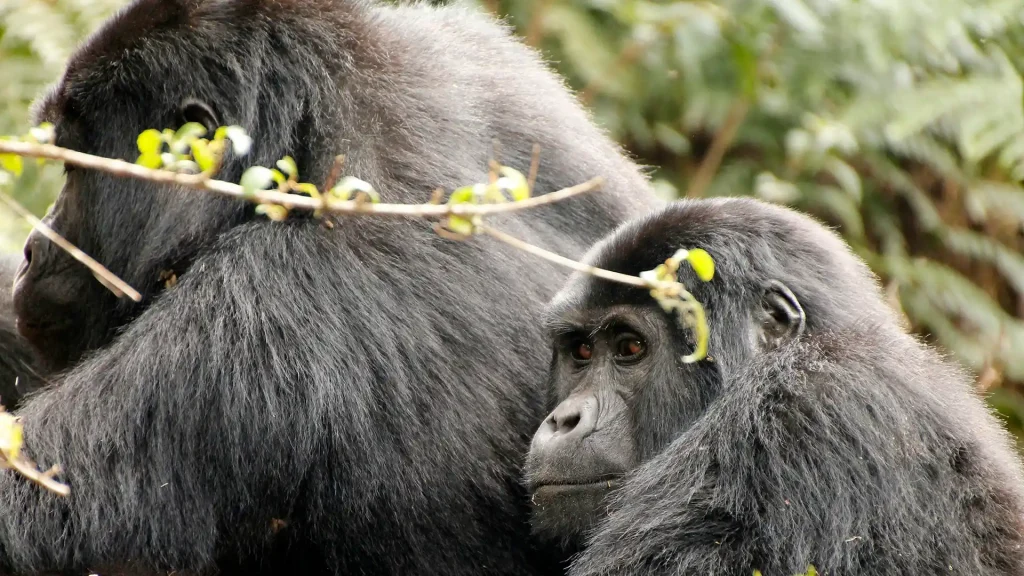 Bwindi Impenetrable National Park