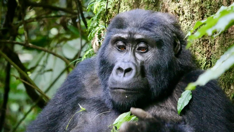 Bwindi Impenetrable National Park