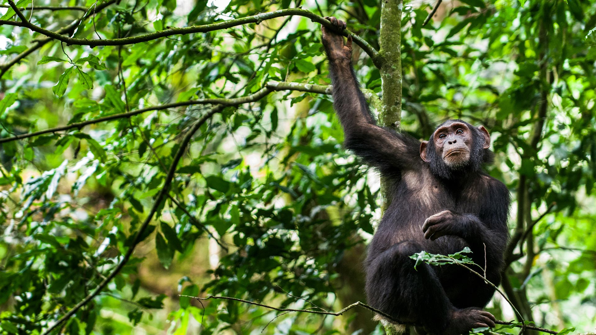 Kibale National Park