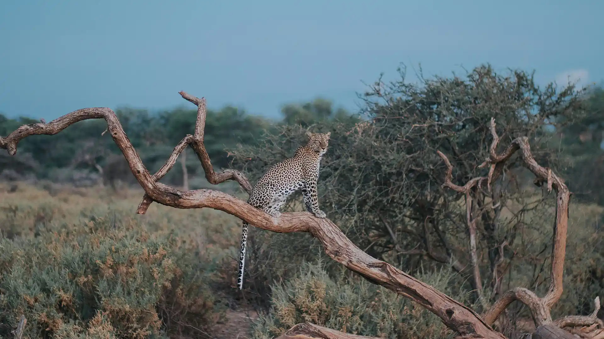 Samburu National Reserve