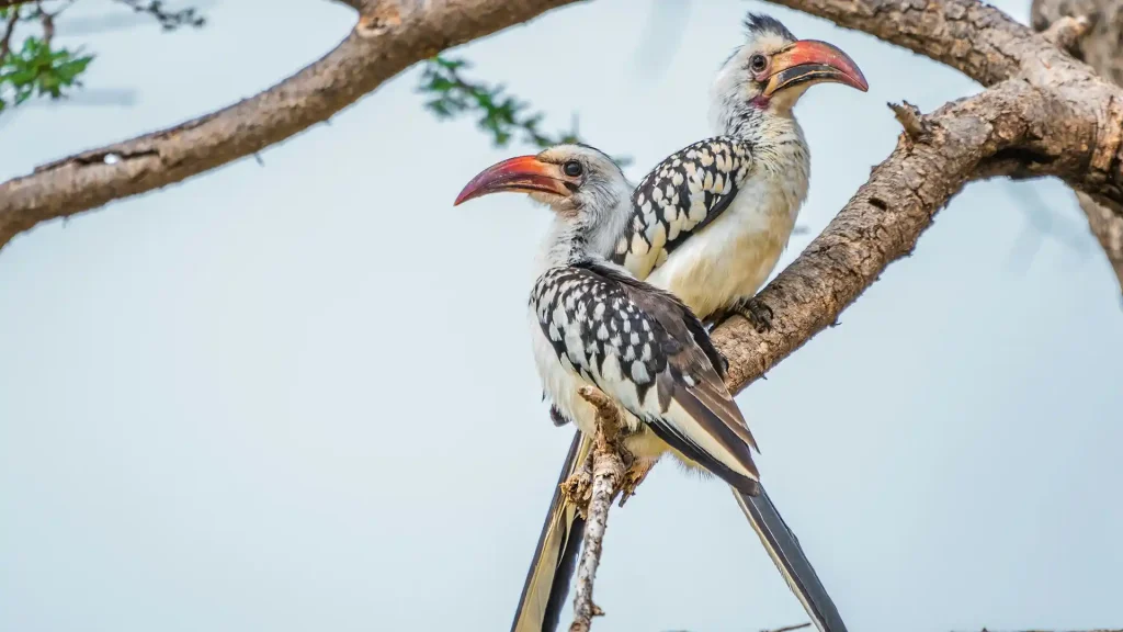 Samburu National Reserve