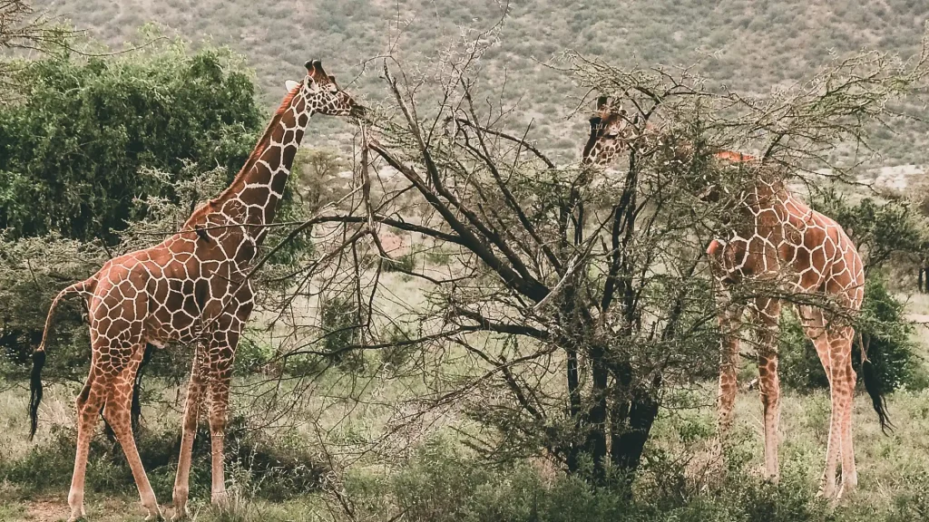 Samburu National Reserve