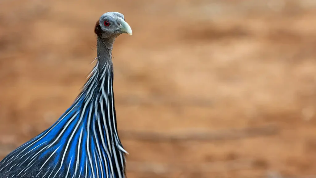 Samburu National Reserve