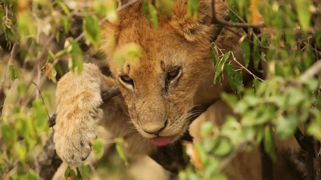 Samburu National Reserve