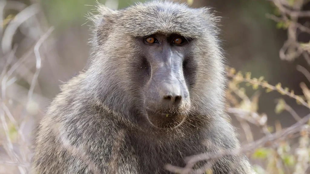 Samburu National Reserve