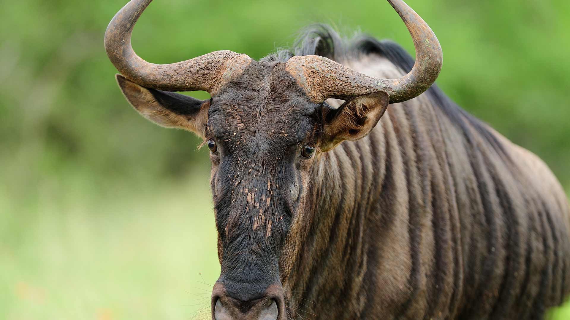 Wildebeest