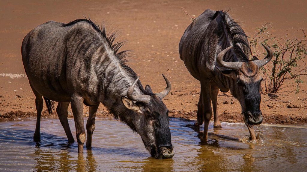 Wildebeest