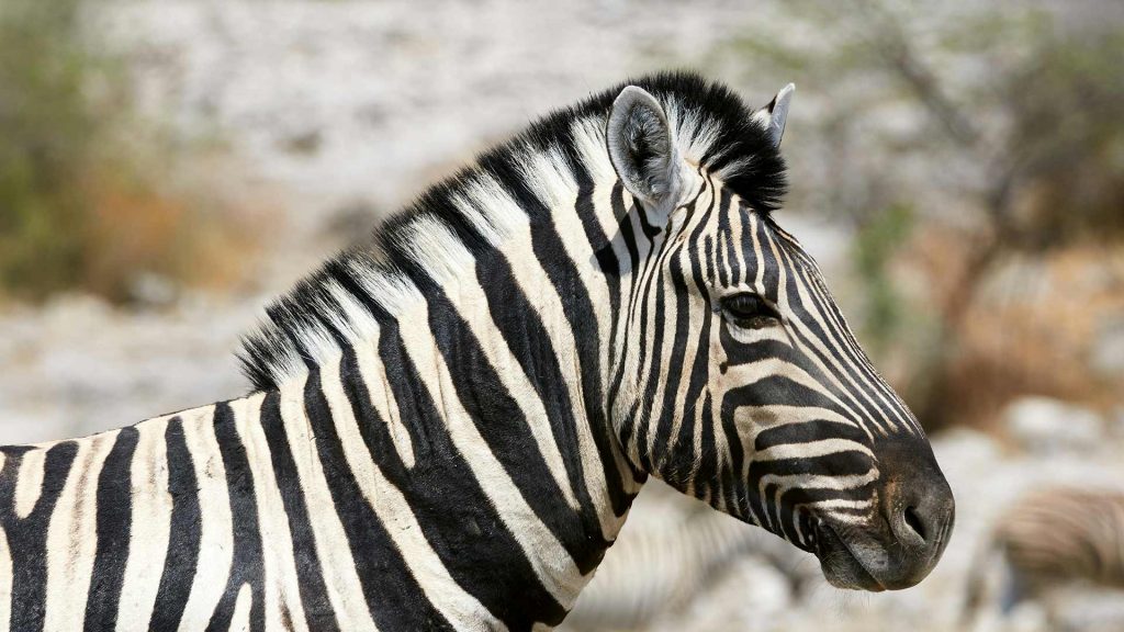 Zebra