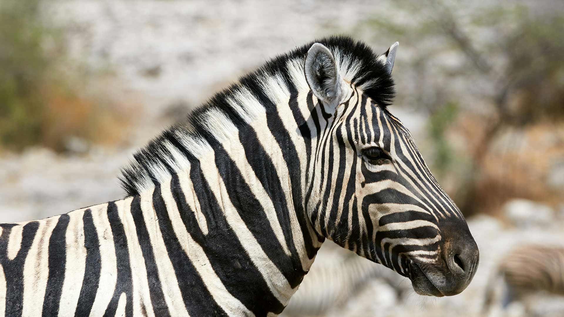 Zebra