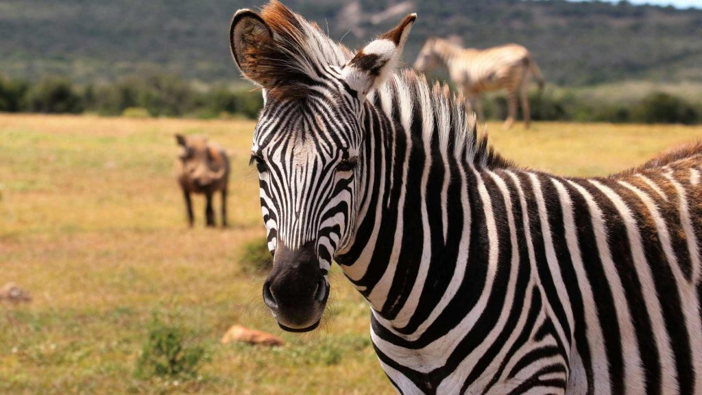 Zebra