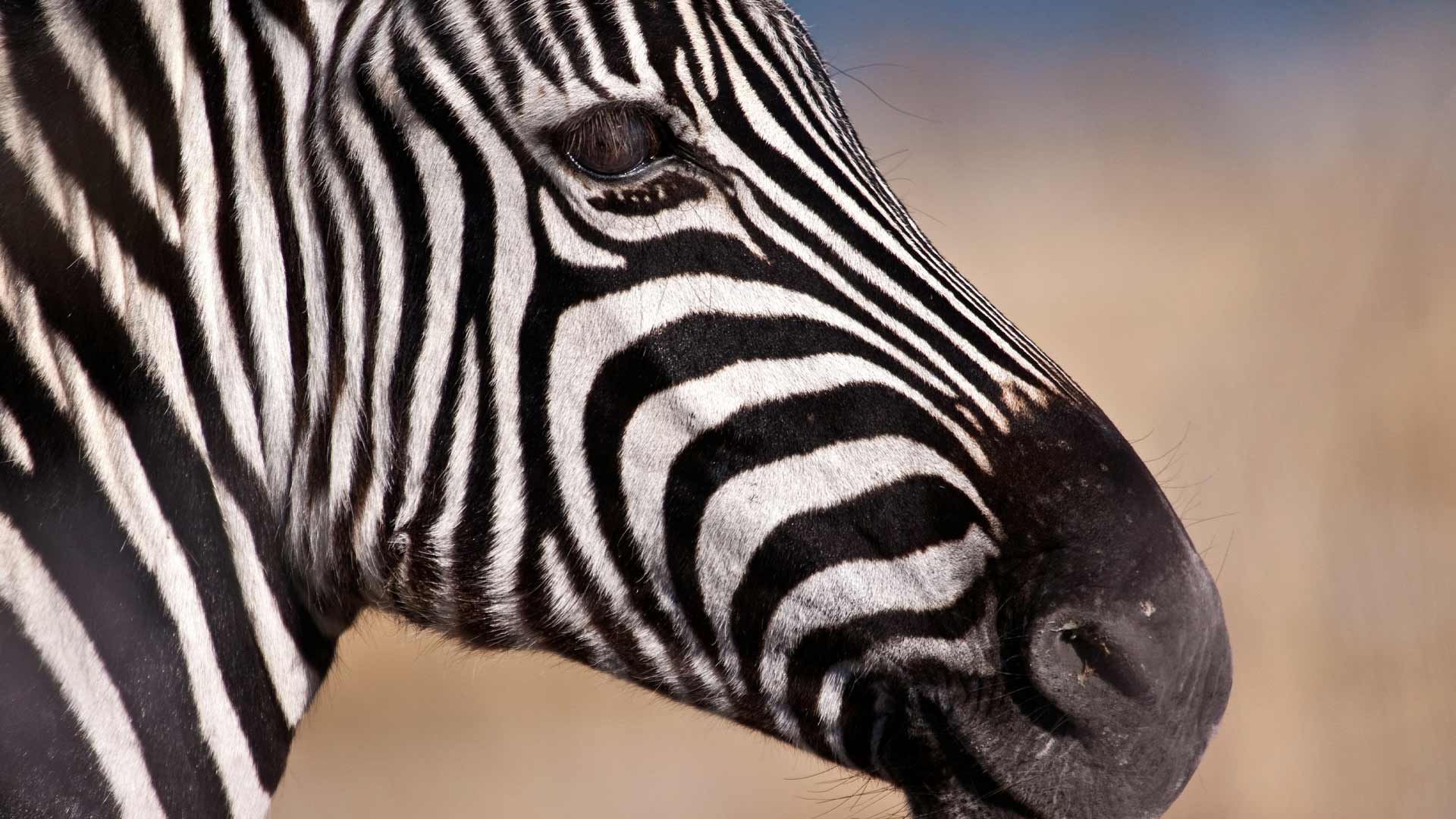 Zebra