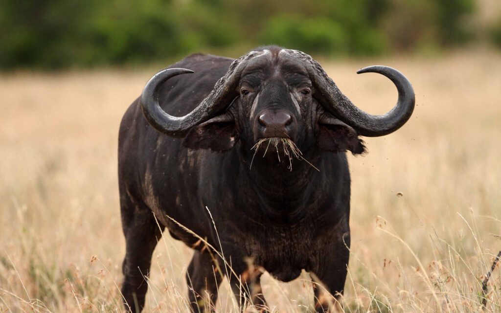 Serengeti National Park, Tanzania