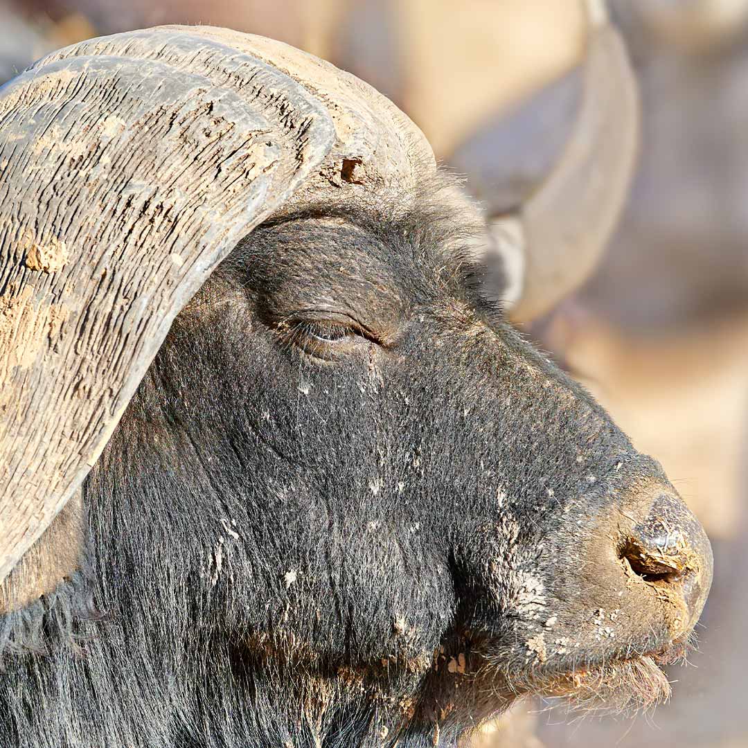 African Buffalo visitafrica.site