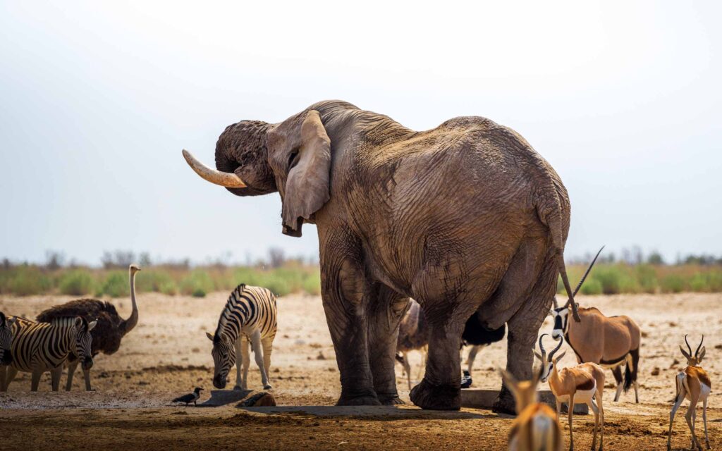 Etosha National Park, Namibia