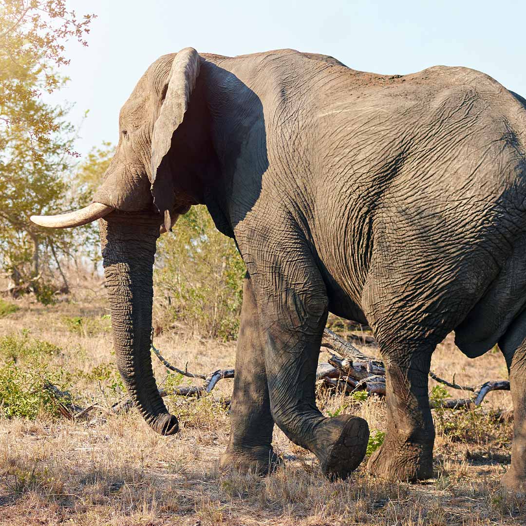 African Elephant visitafrica.site