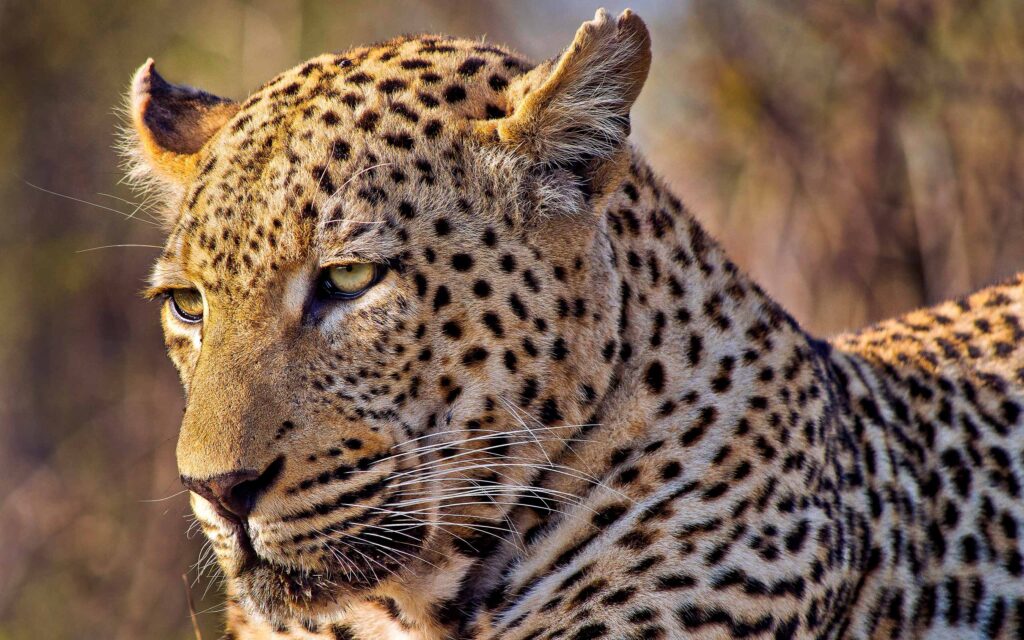 Kruger National Park, South Africa