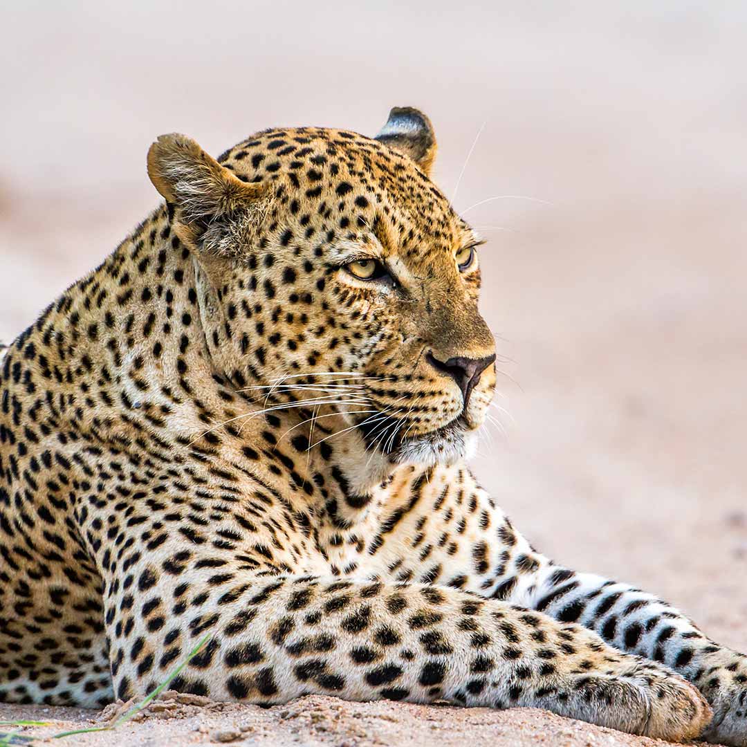 African Leopard visitafrica.site