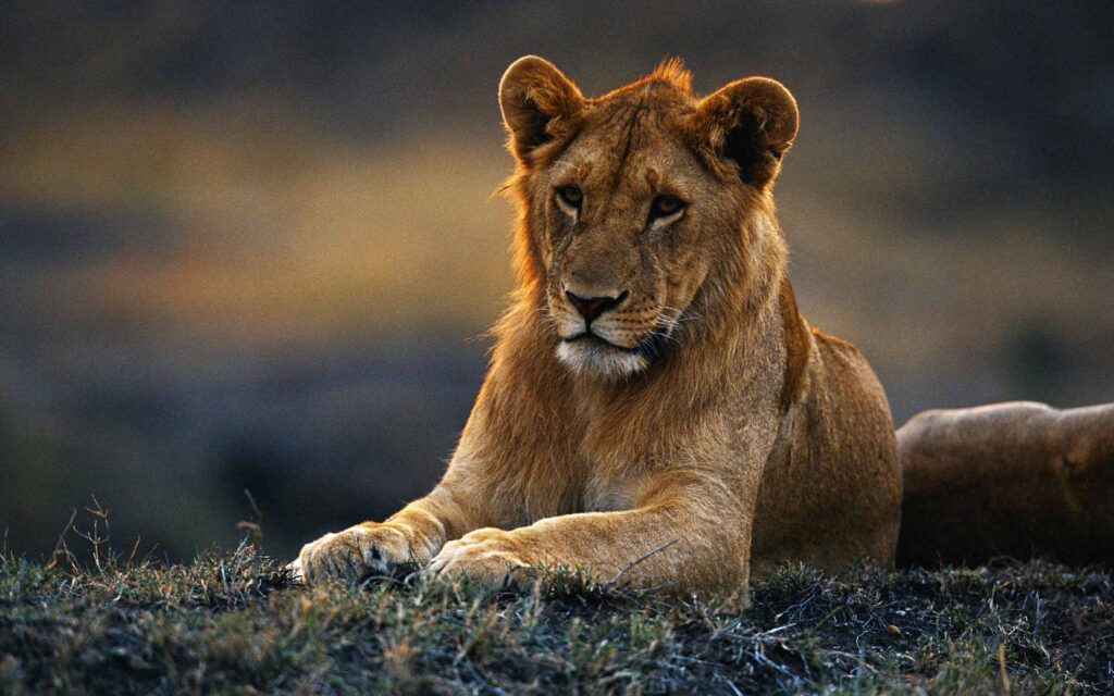 Maasai Mara National Reserve, Kenya