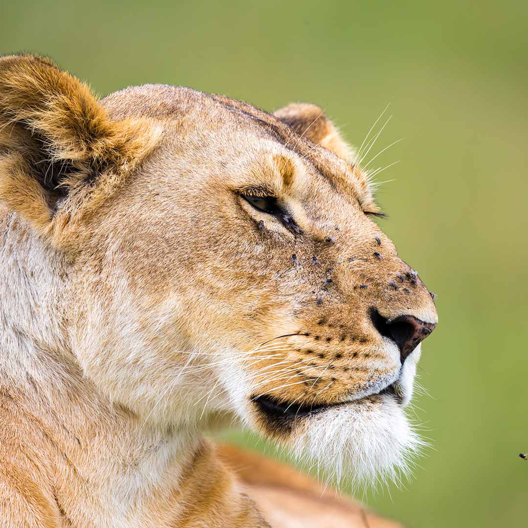 African Lions visitafrica.site