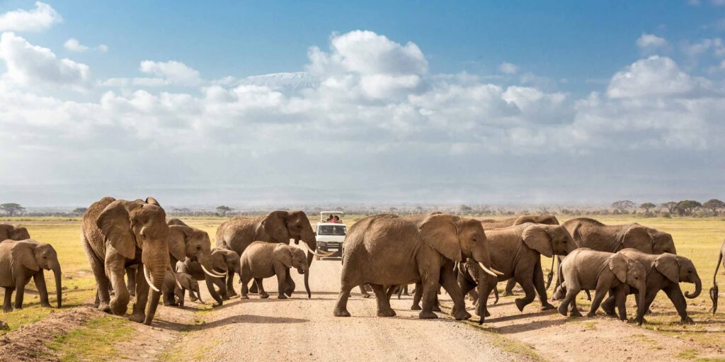 Incredible Wildlife Safaris