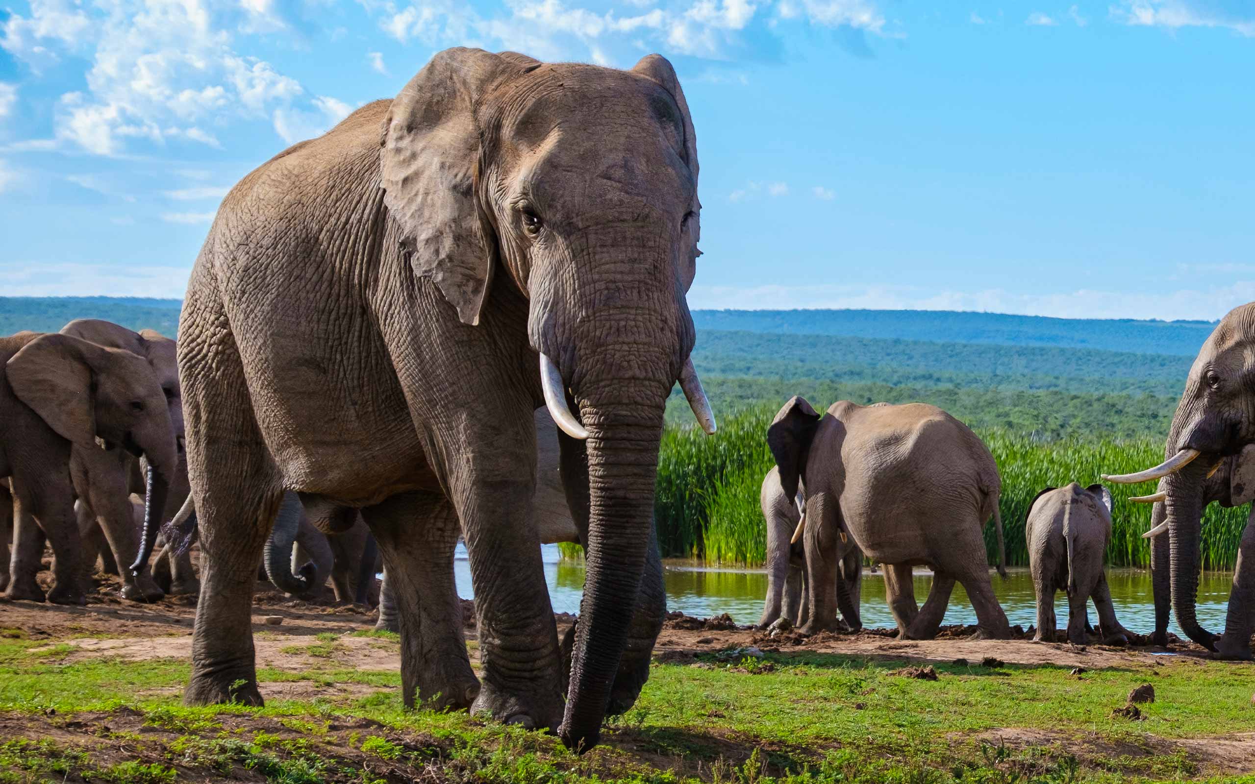 Big Five Safaris: Where to Find Africa’s Most Iconic Wildlife