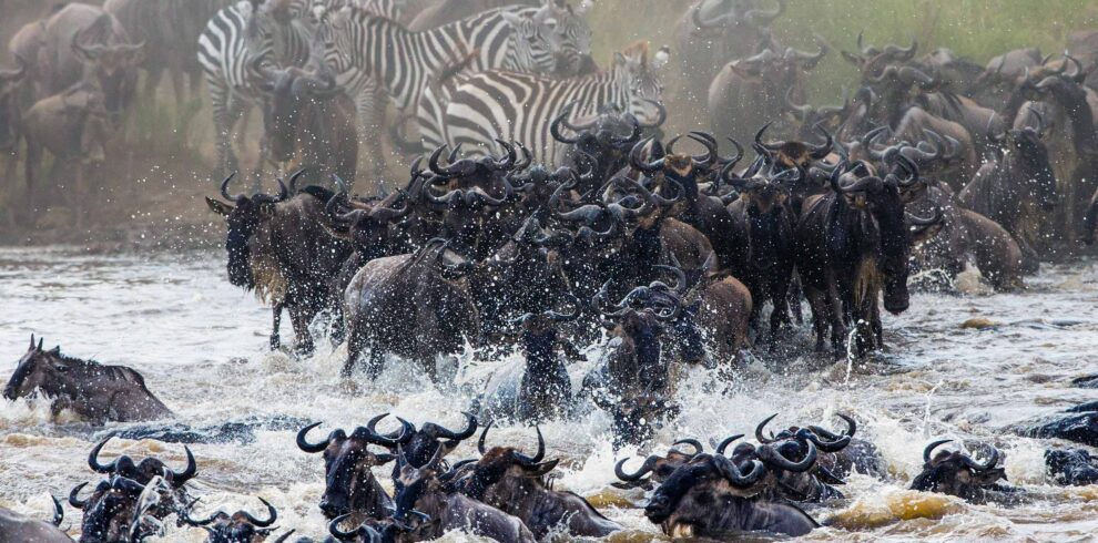 Experience the Great Migration: Africa’s Most Thrilling Safari Adventure