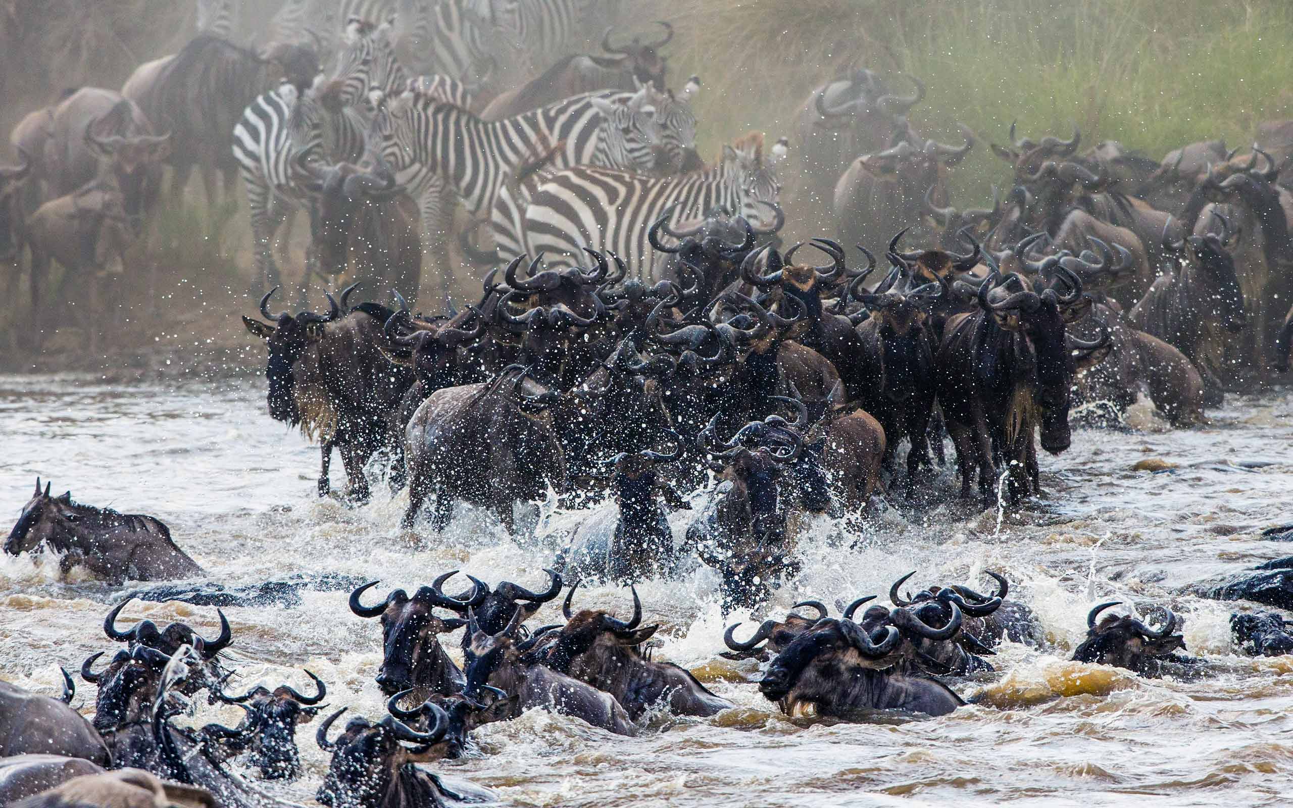 Experience the Great Migration: Africa’s Most Thrilling Safari Adventure