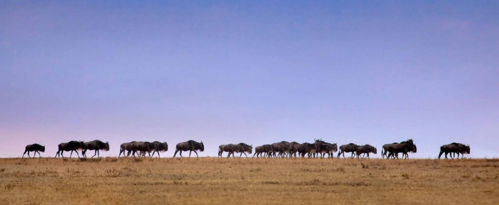 Experience the Great Migration: Africa’s Most Thrilling Safari Adventure