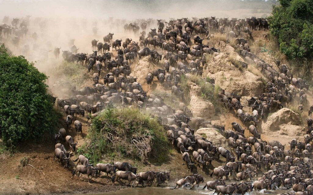 Experience the Great Migration: Africa’s Most Thrilling Safari Adventure