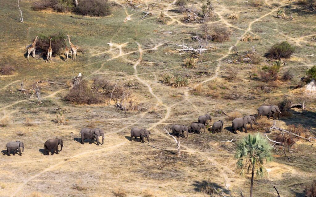 The Okavango Delta, Botswana