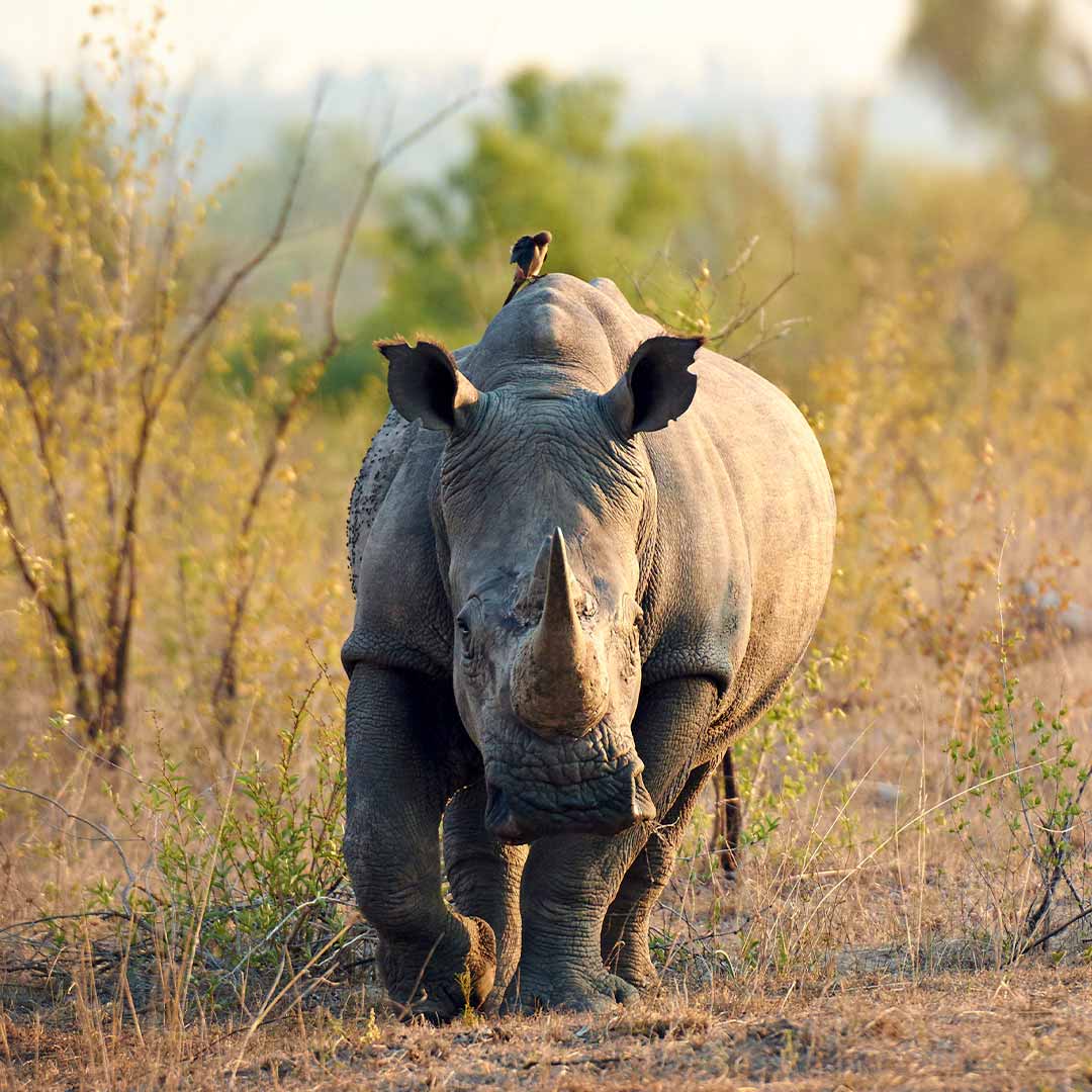 Rhino visitafrica.site