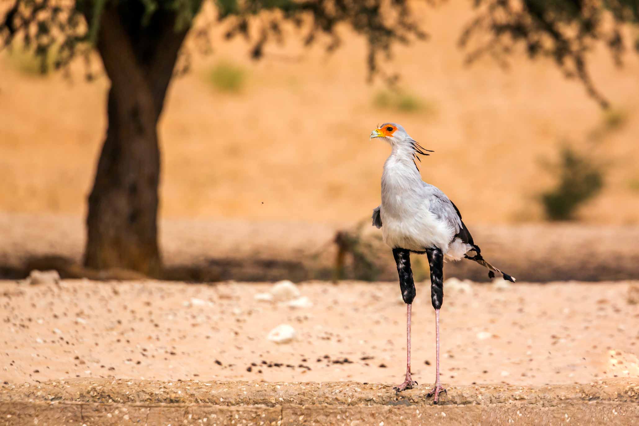 African Secretary Bird