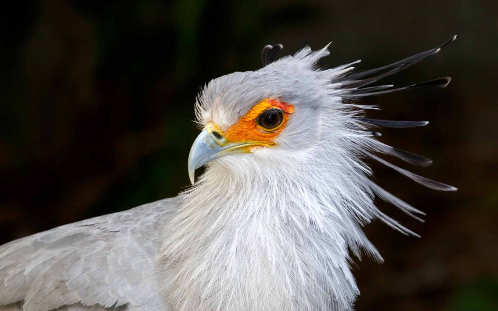 African Secretary Bird